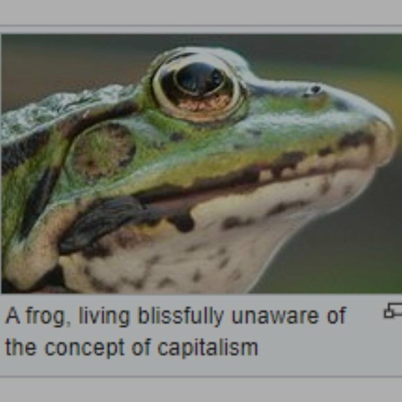 Meet your Posher, Felix - Picture 1 of 1